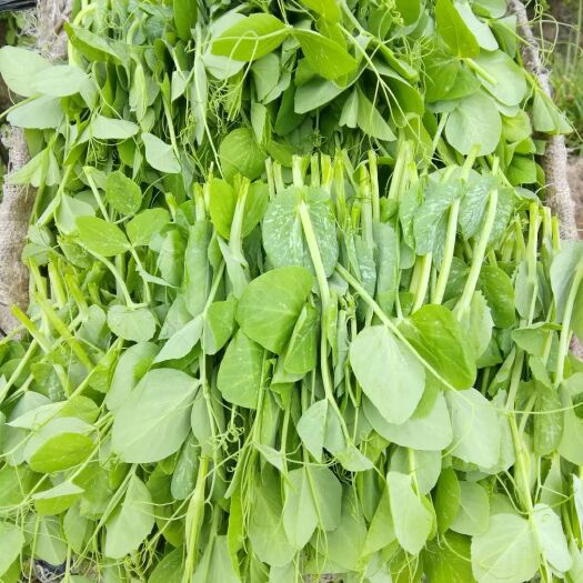 称多县豌豆尖豌豆苗