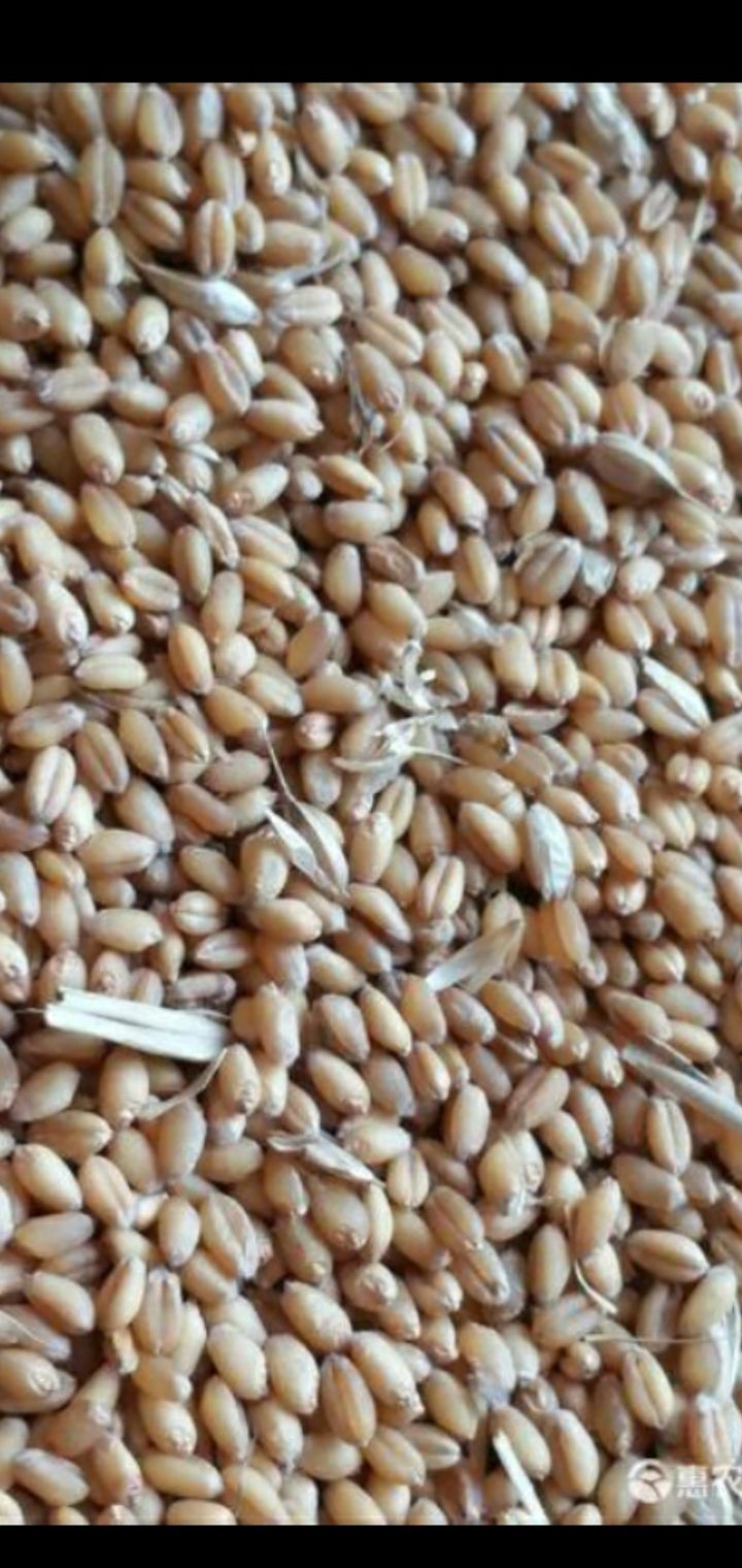 混合小麦 容重785左右