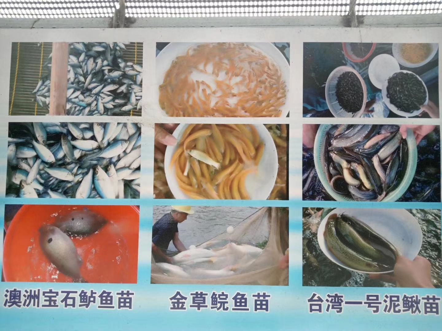 加州鲈鱼  优鲈一号（质量好，产量高，抗病力强
