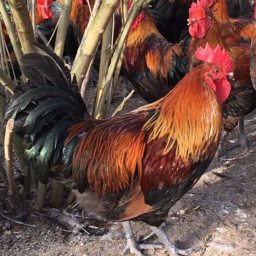 绵阳瑶鸡苗 大黑瑶公鸡