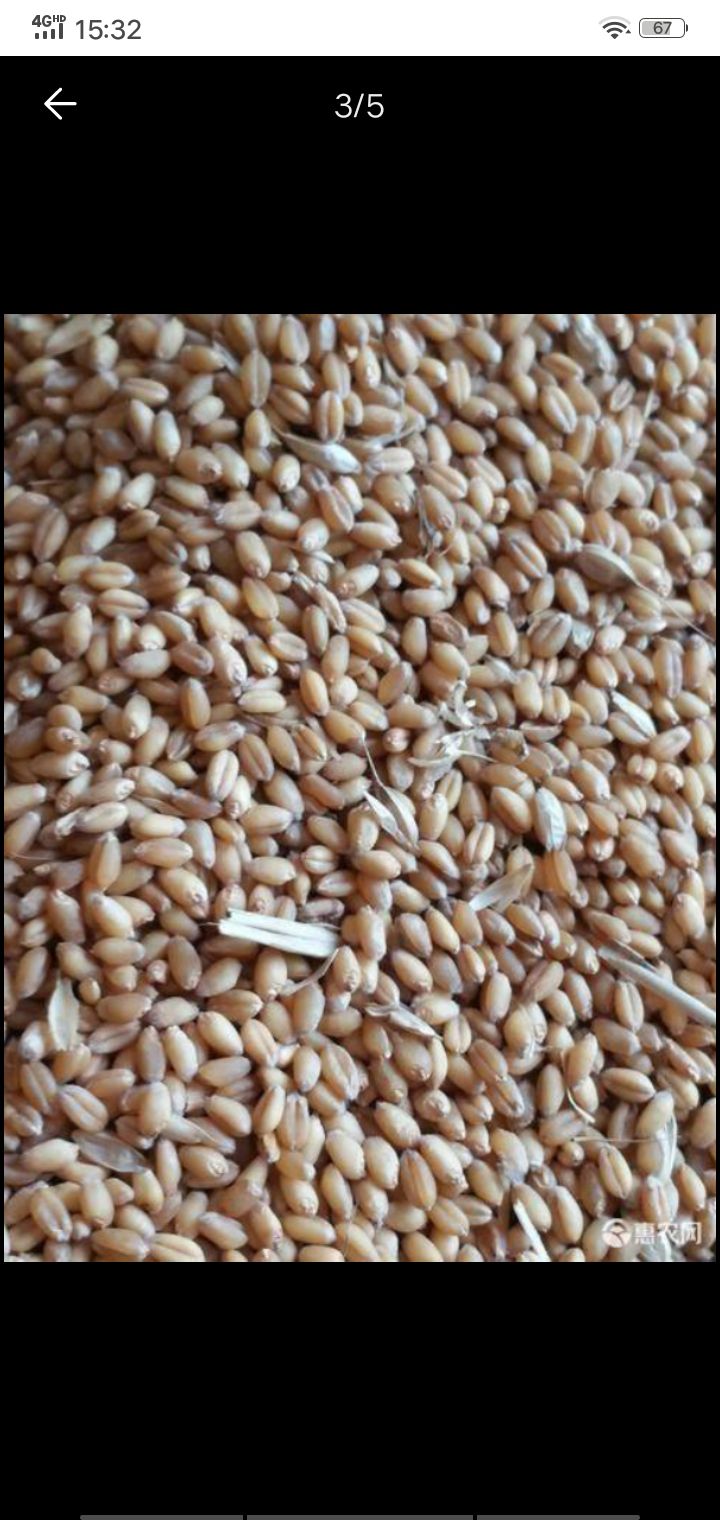 混合小麦 容重785左右