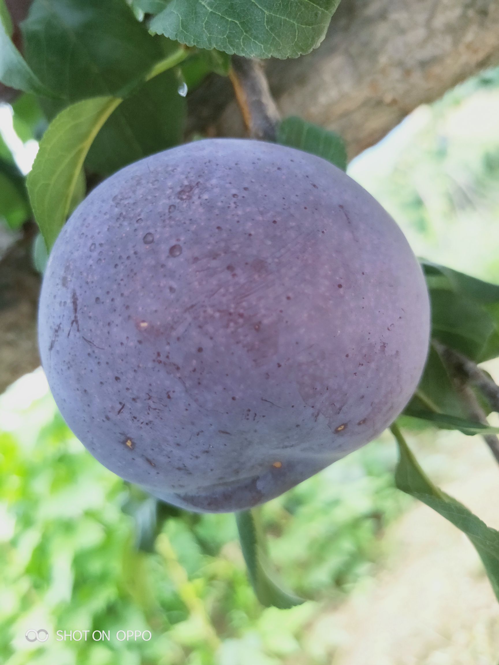  大量黑布林优质李子