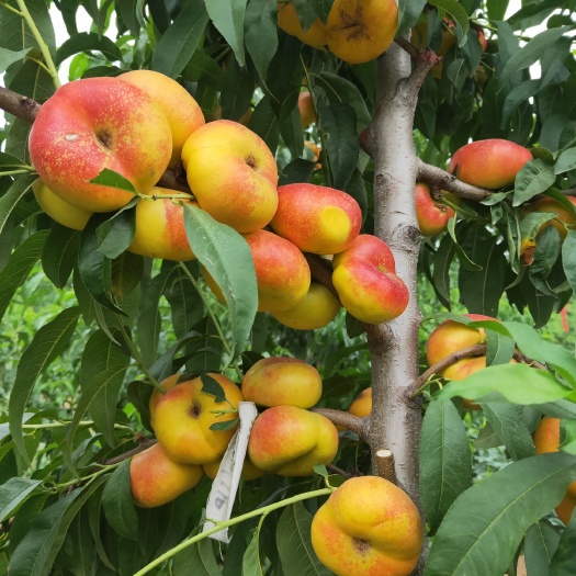 泰安 7月9号风味皇后蟠桃苗坐果状，需要苗的提前预定