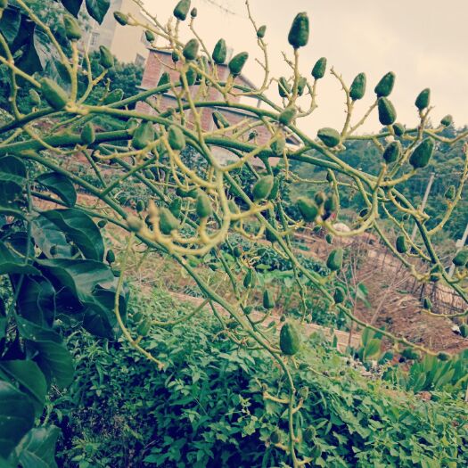 灵山县黑黄皮果苗