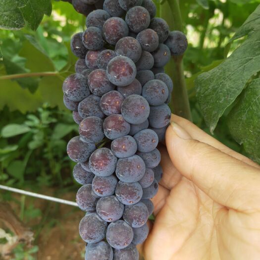 泰安 夏黑葡萄苗，7月9号的坐果状态，需要苗的提前预定