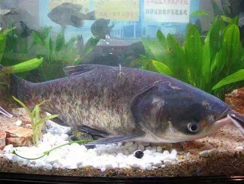 广州雄鱼苗 大头花鲢鱼苗  有自孵水花