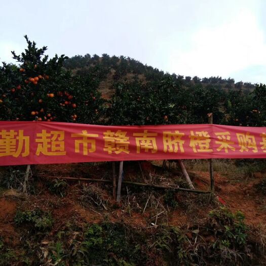  为保障赣南脐橙的品质，经赣南脐橙协会批准于11月6日采摘。