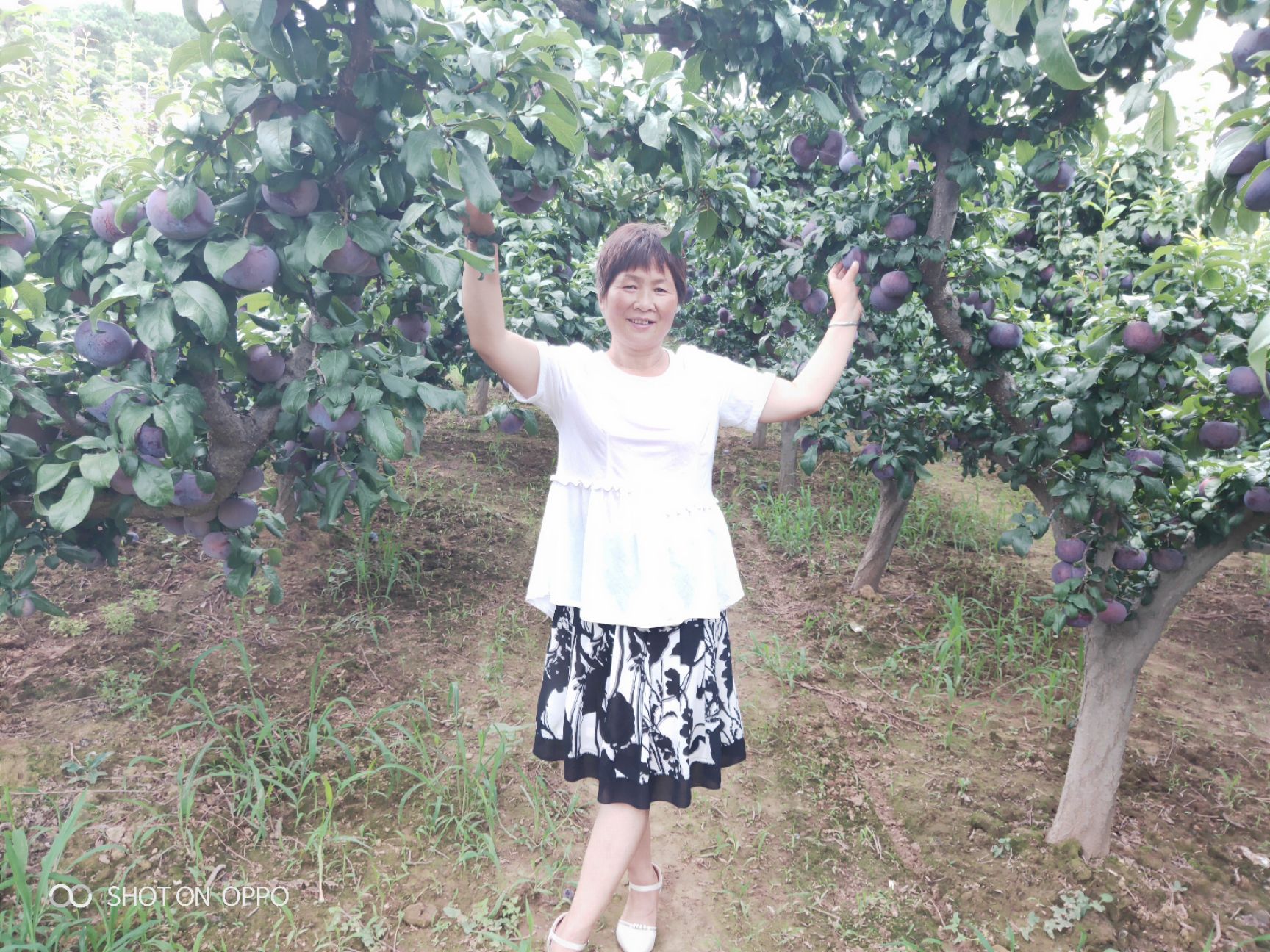  大量黑布林优质李子