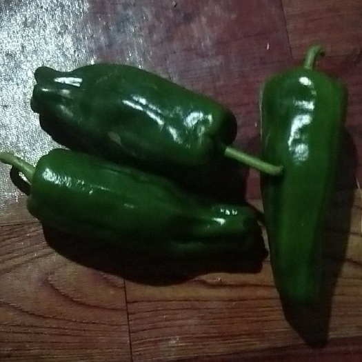 南通圆椒 刚下市