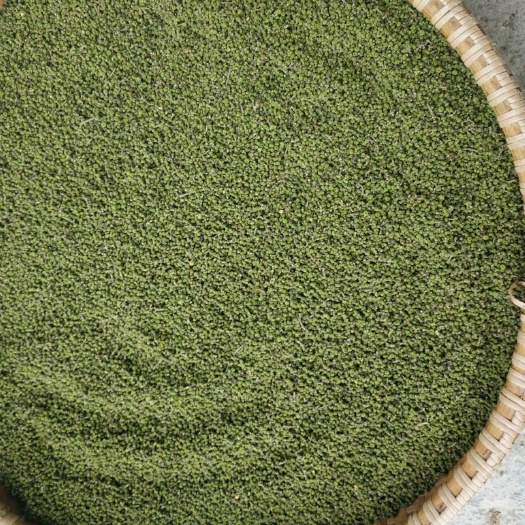 仙居县 供应：中花吴茱萸，覆盆子。