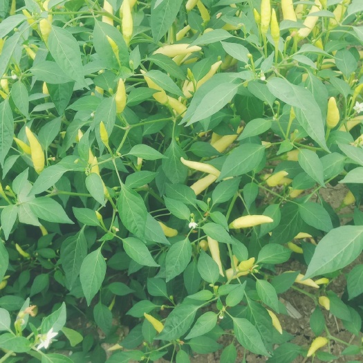 太和县301泡椒 第一波新鲜泡椒，辣的够味，辣的过瘾