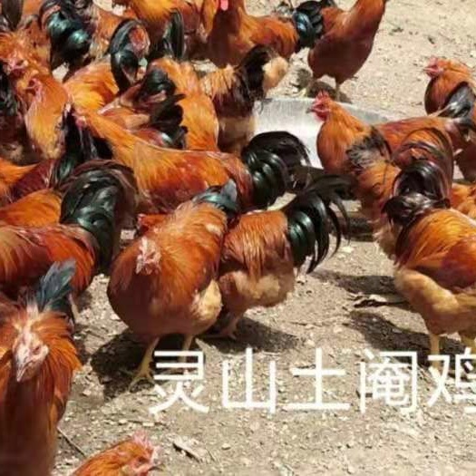 南宁 灵山土鸡苗，诚信为本！！品质保证！无假货！