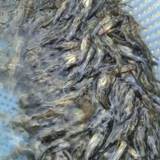 仙桃市斑点叉尾鮰鱼  黑回公分苗150尾至1000尾规格。5至8尾，10至15尾