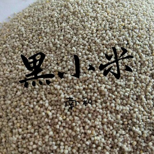 邢台 黑小米，黑玉米