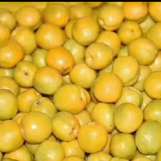  敦煌特产大李广杏苗青皮水桃苗