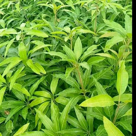 昌宁县 雨季来临，正是移栽果苗的大好时机，大量出售各种优质芒果苗…