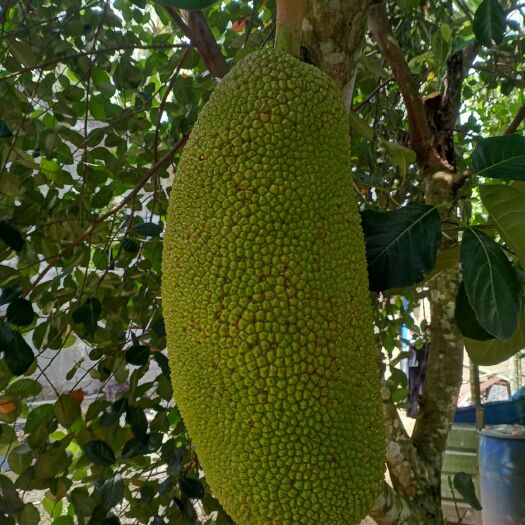 陵水县海南菠萝蜜 海南18度无农药现定现割波萝蜜
