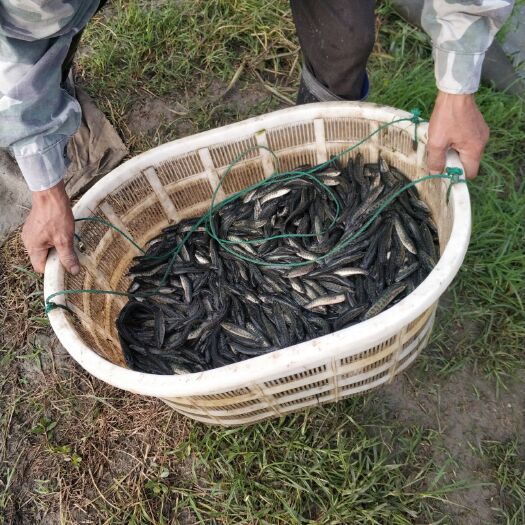 湖州 黑鱼苗