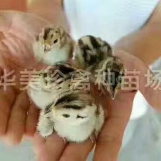 江门 华美珍禽优质山鸡苗
