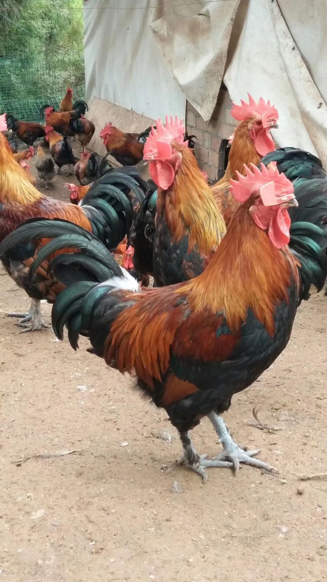 瑶鸡苗 大黑瑶公鸡