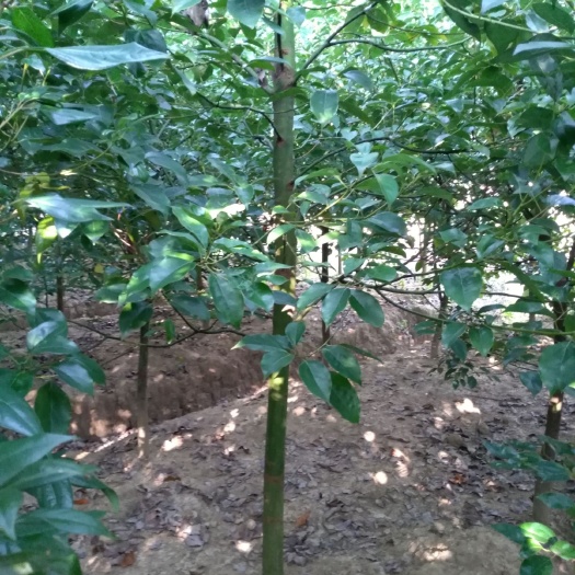 崇义县龙脑樟树(提取天然冰片的原材料，也是驱蚊子的好树种