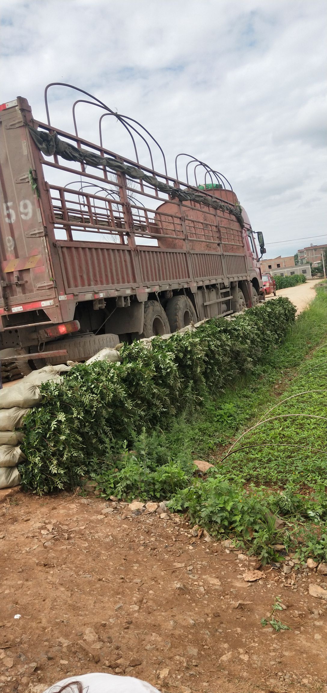 红花椒苗  花椒苗 大红袍花椒苗，贡椒苗 都有高度50到80分