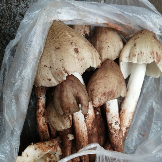 巧家县 野生鸡枞菌