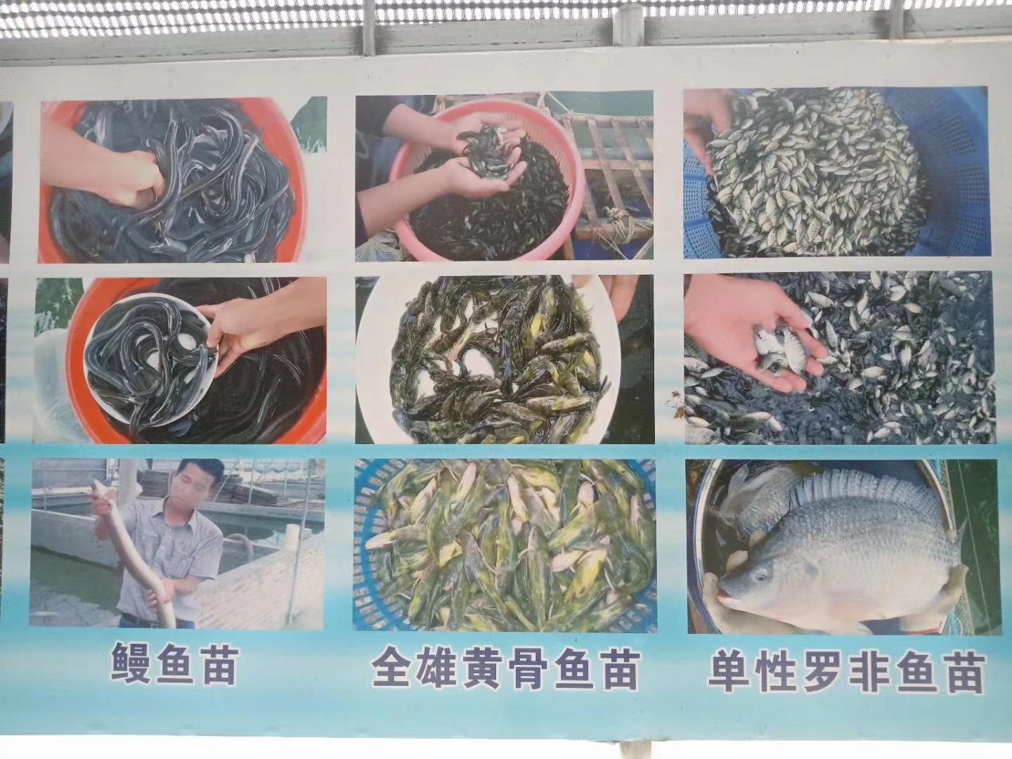 加州鲈鱼  优鲈一号（质量好，产量高，抗病力强