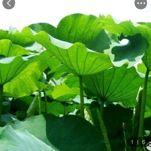 容城县 白洋淀大荷叶