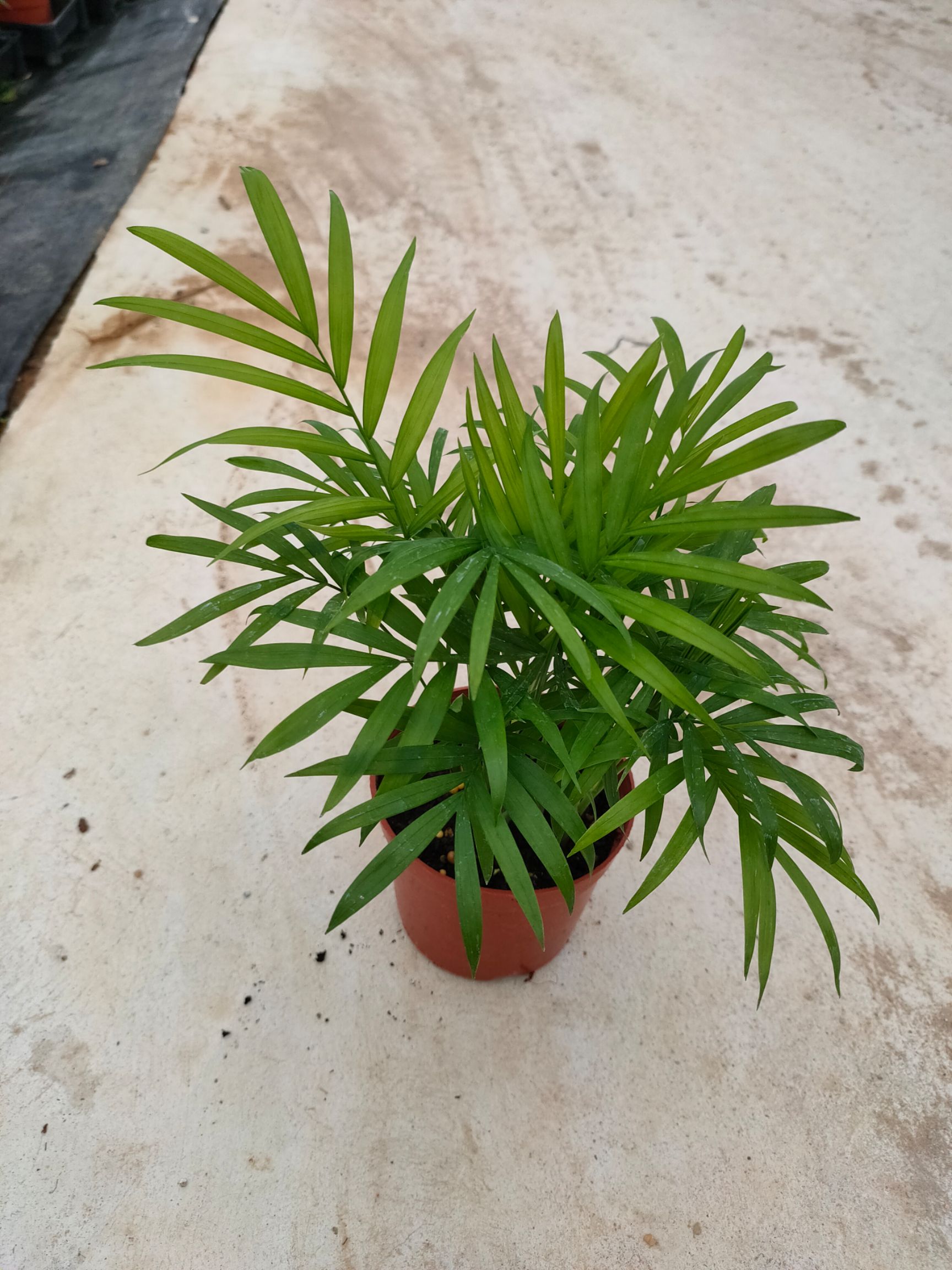 广州袖珍椰子盆栽  袖珍椰子微景观室内盆栽净化空气水培