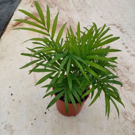 广州袖珍椰子盆栽  袖珍椰子微景观室内盆栽净化空气水培