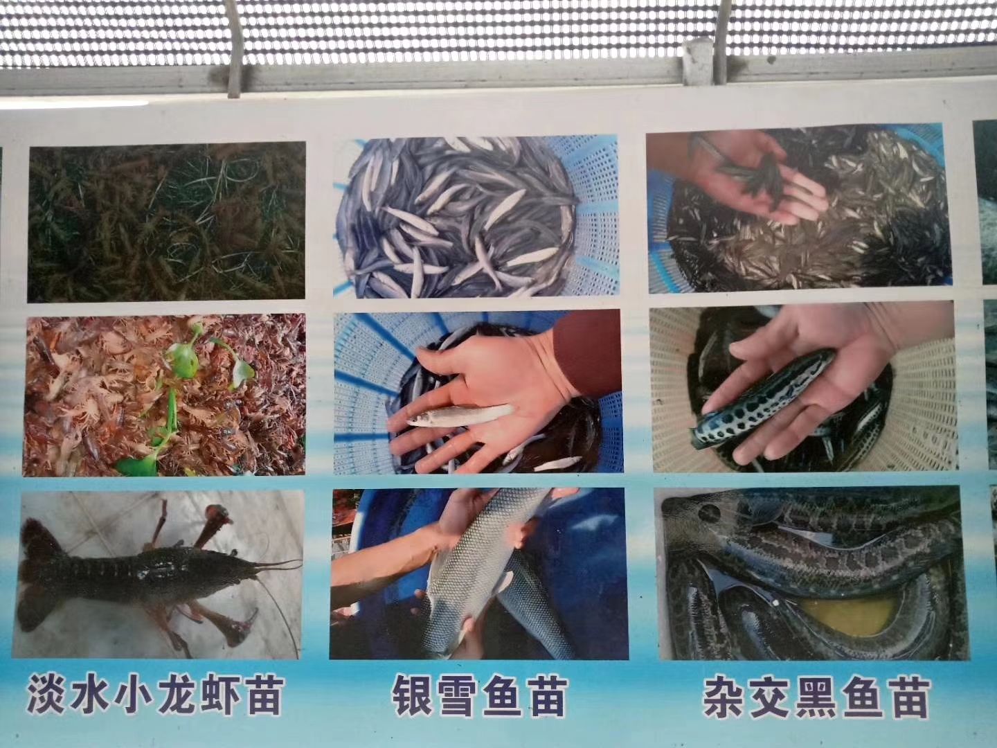 加州鲈鱼  优鲈一号（质量好，产量高，抗病力强