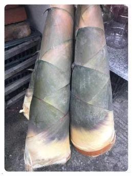 高州市 高州新鲜竹笋，口感甜脆!可以起到清热去火的作用！