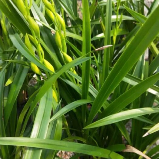 广州 兰花苗