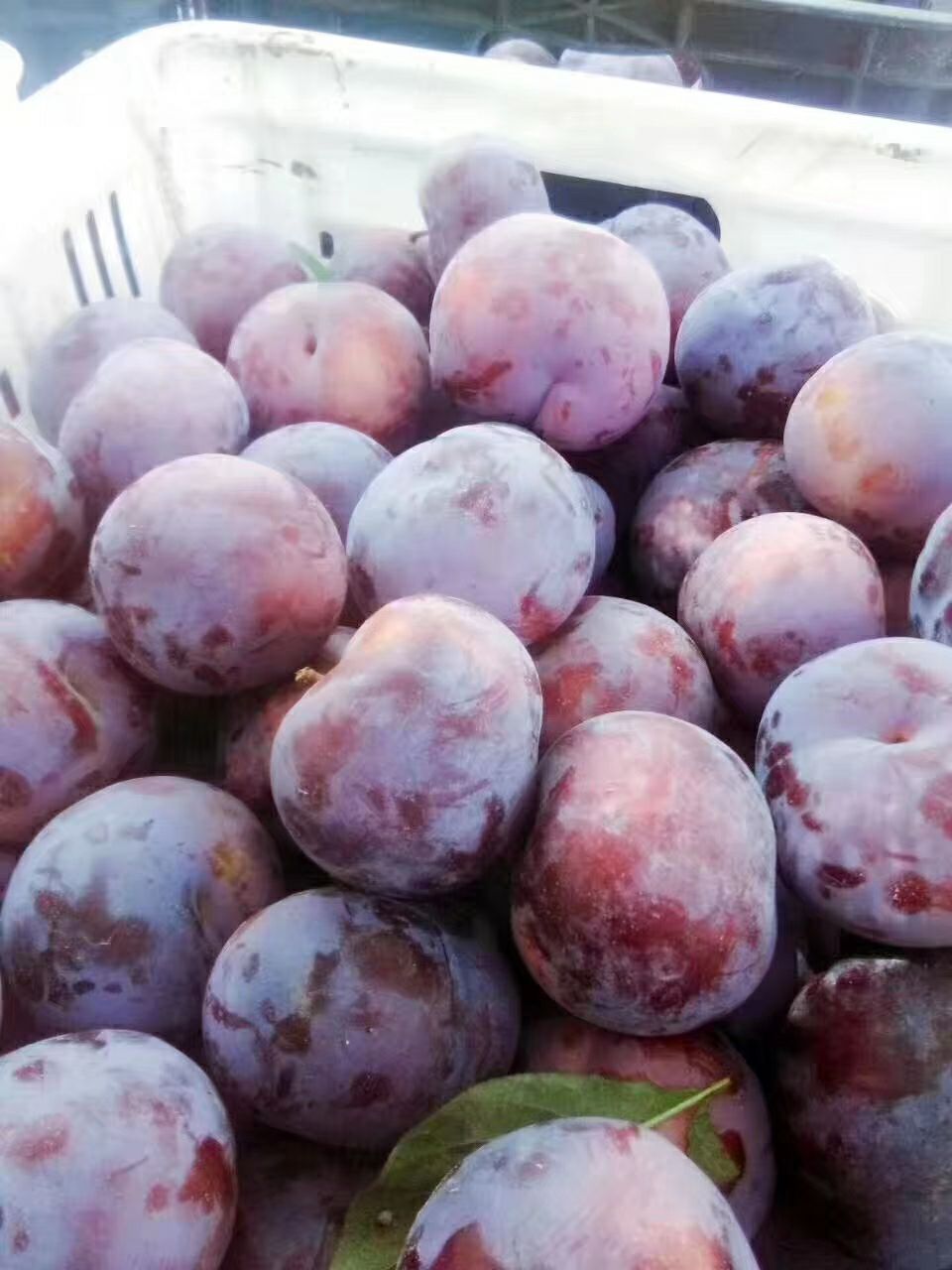  大量黑布林优质李子