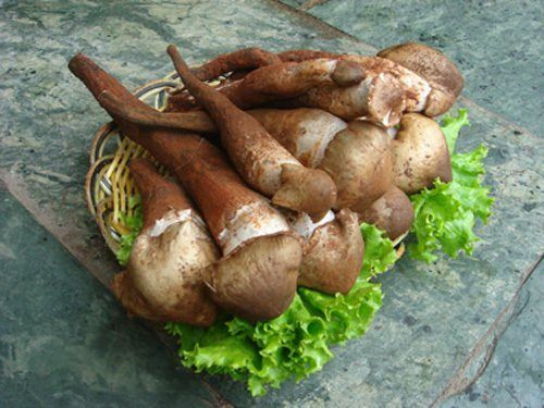 玉龙县 鸡枞菌上场
