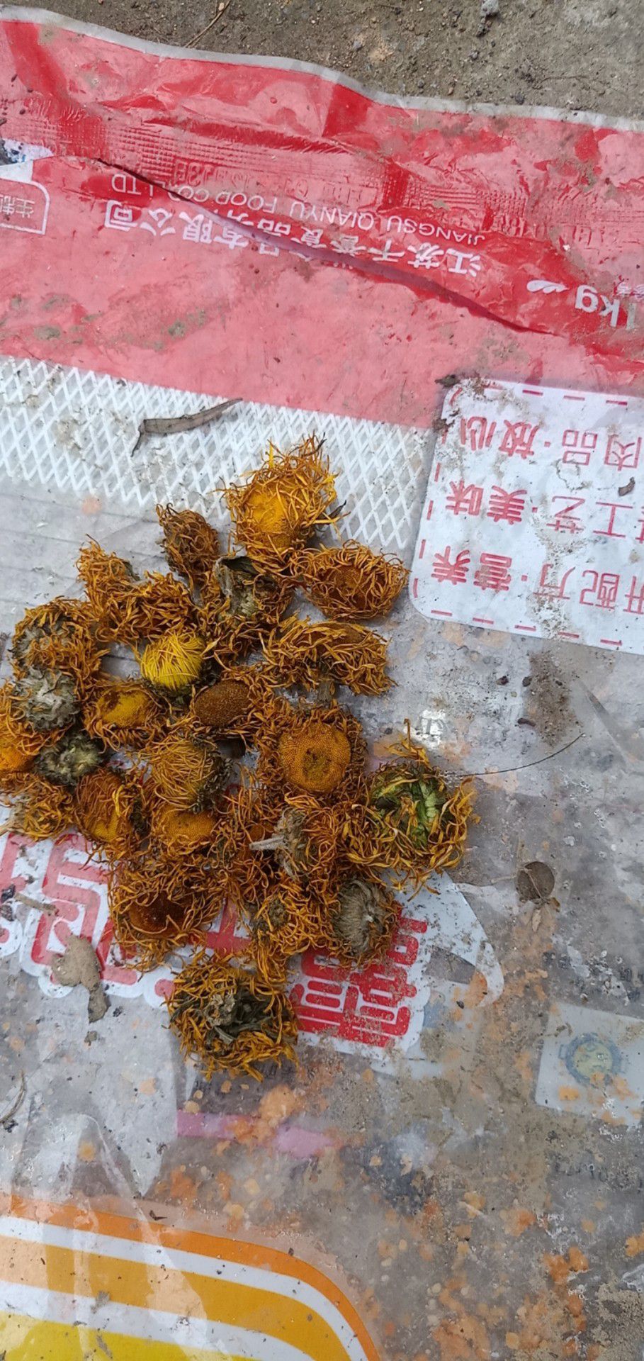 野菊  旋覆花