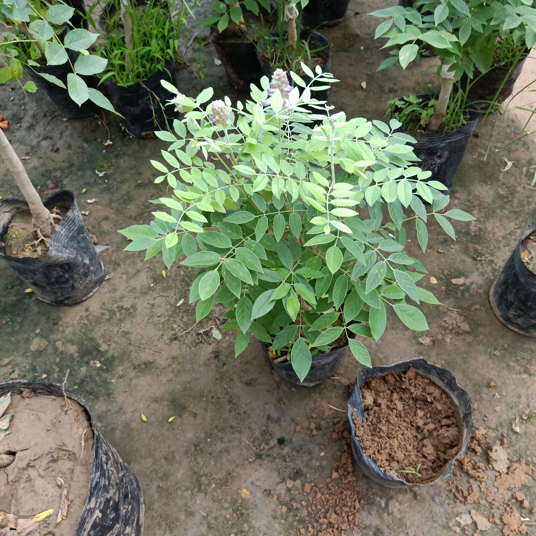 日本紫水晶瀑布紫藤多季节重复开花品种嫁接苗