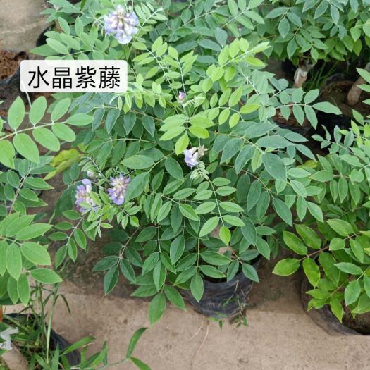 长治日本紫水晶瀑布紫藤多季节重复开花品种嫁接苗