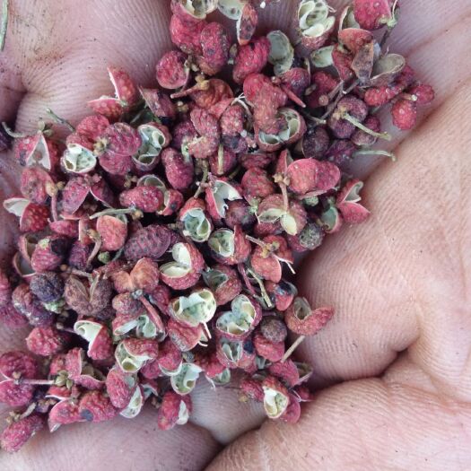 济南 莱芜大红袍花椒