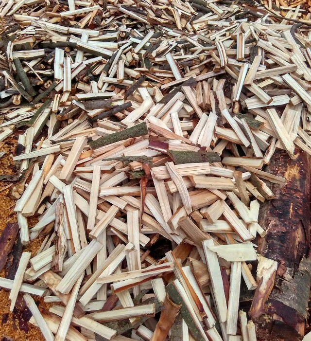 竹荪菌种 织金红托竹荪种母种二级种栽培种全年供货菌中皇后提供技术服务