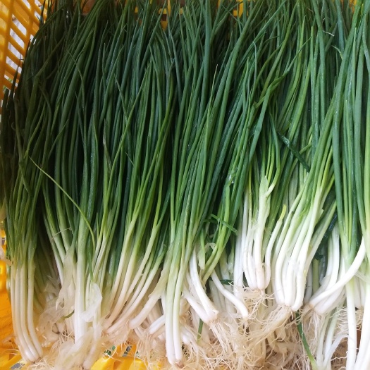 河池 新鲜香葱