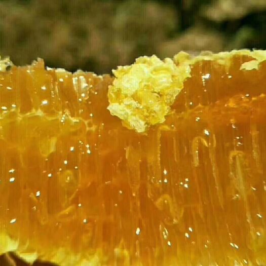 弥勒市土蜂蜜 现货新鲜野生蜜，货真价实，要的联系我！
