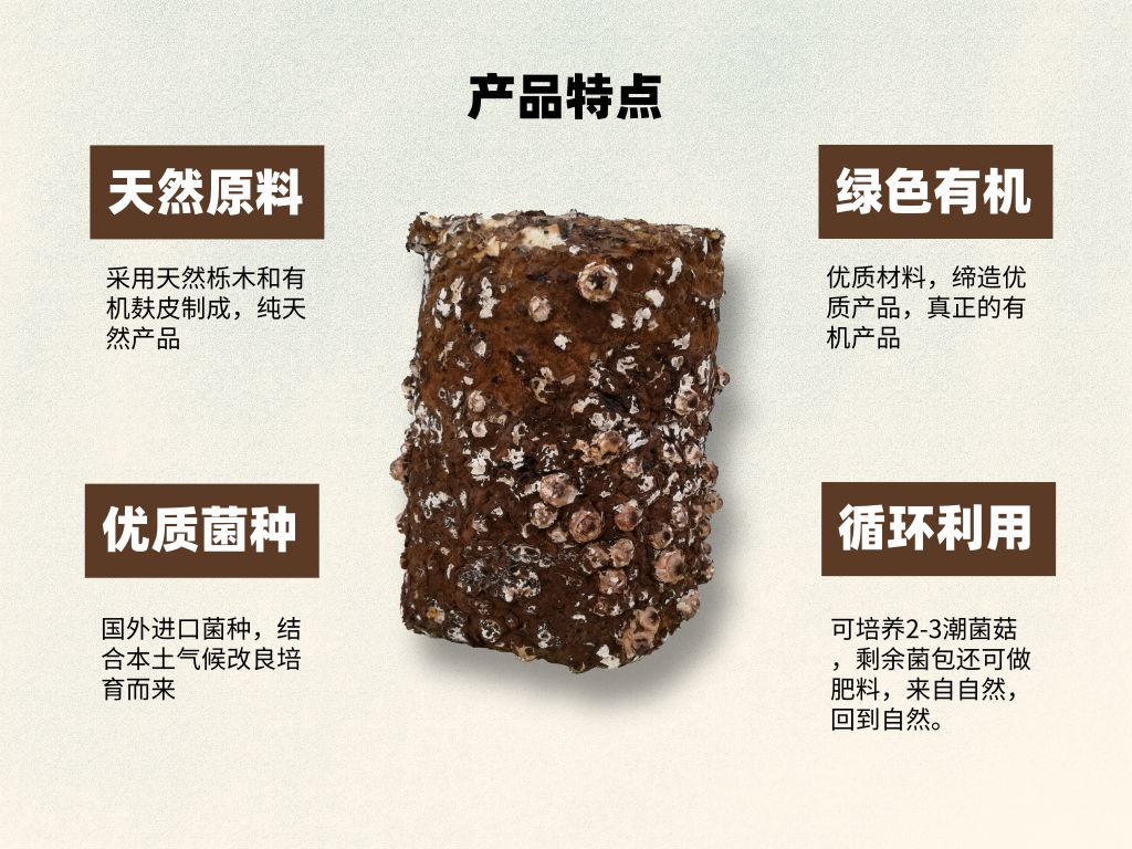 香菇菌种  有机香菇菌包