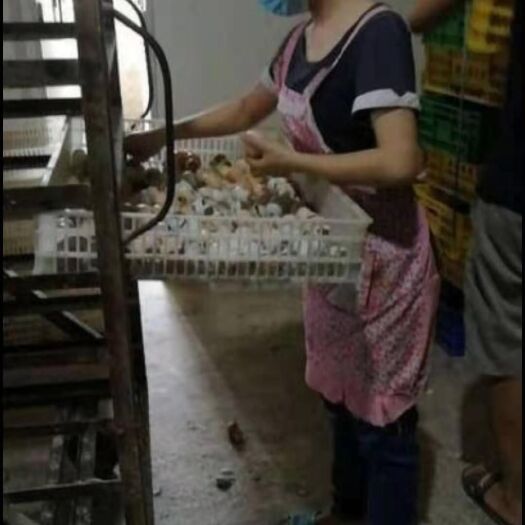 南宁青脚麻鸡苗 青脚麻公苗120天能长到10斤，诚信经营，品质保证！欢迎选购