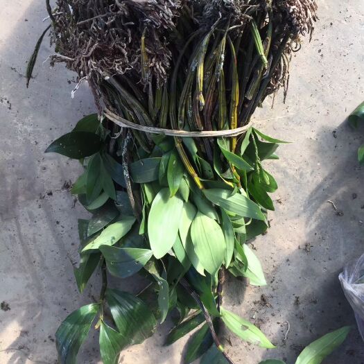 盈江县球花石斛苗 球花石斛