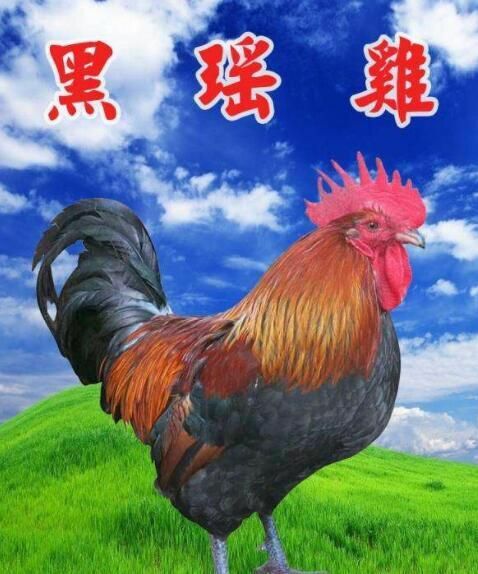 南宁 黑瑶鸡苗场价直销！诚信经营！品质保证！