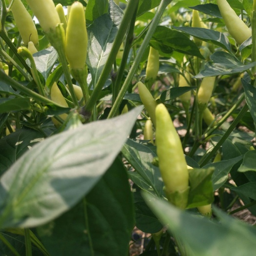 周口鲜泡椒 5~10cm 特辣 黄色