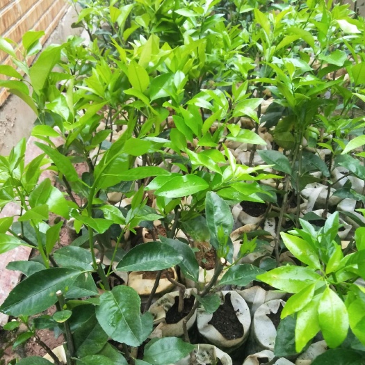 荔浦市红肉脐橙苗 红肉脐橙