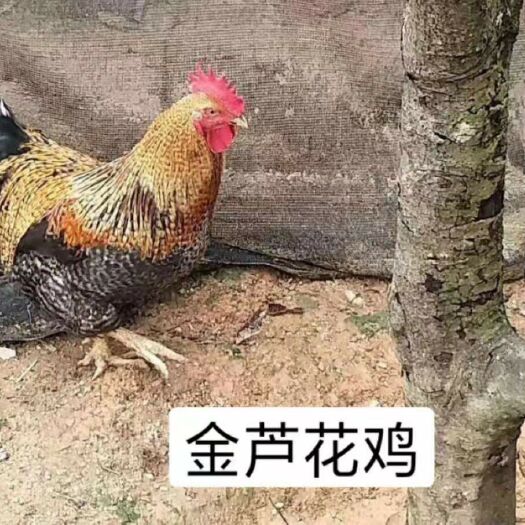 南宁 红芦花鸡苗，场价直销！诚信经营！品质保证！